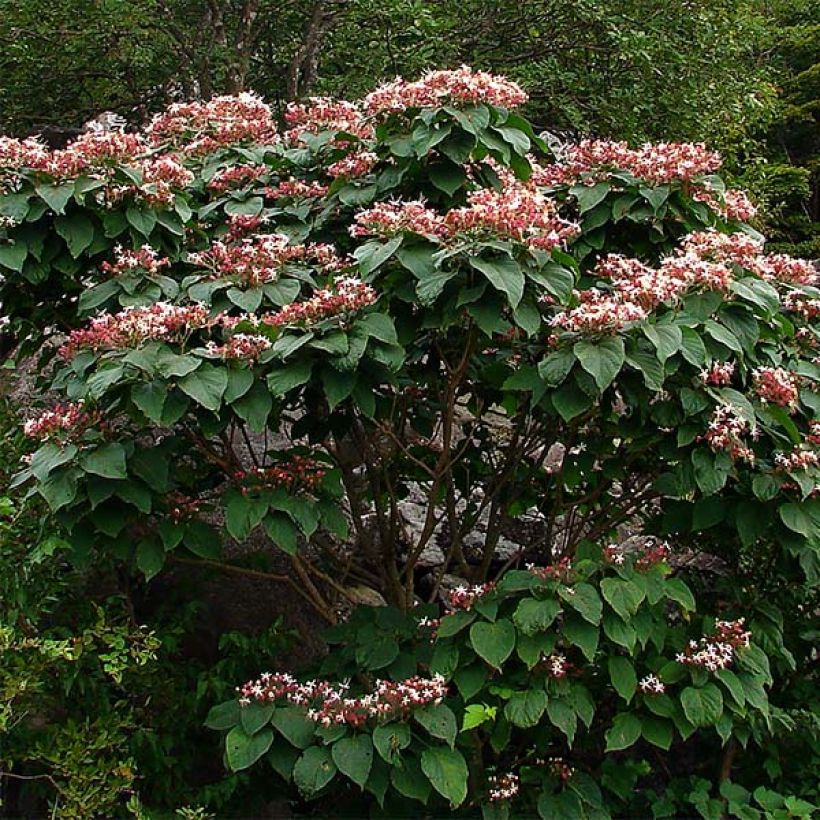 Clerodendrum trichotomum - Arbol del destino (Porte)