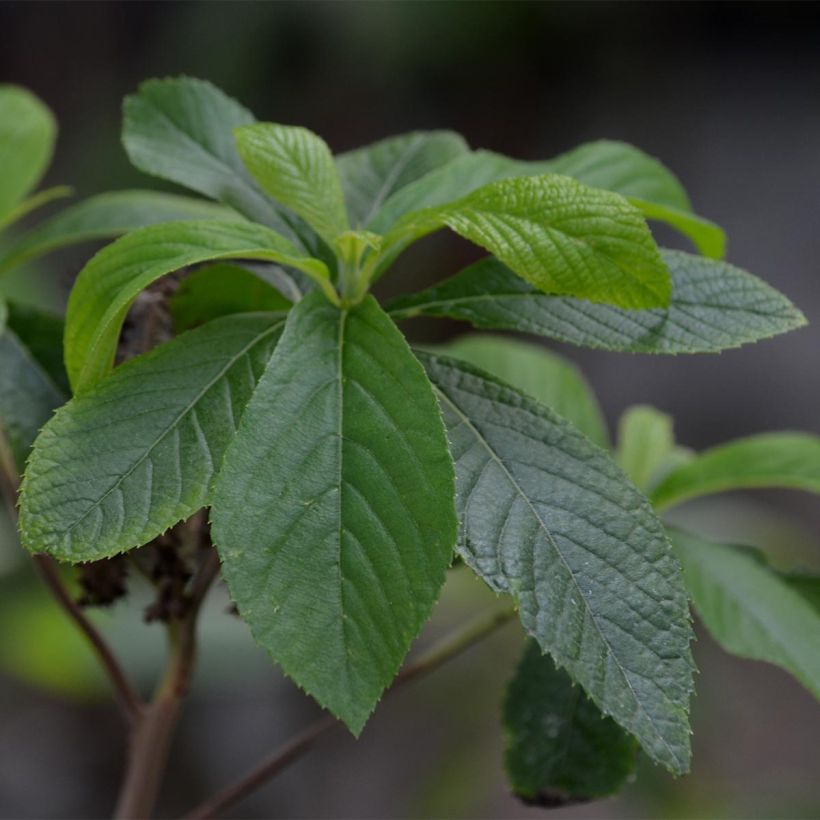 Clethra alnifolia - Arbusto de la pimienta dulce (Follaje)