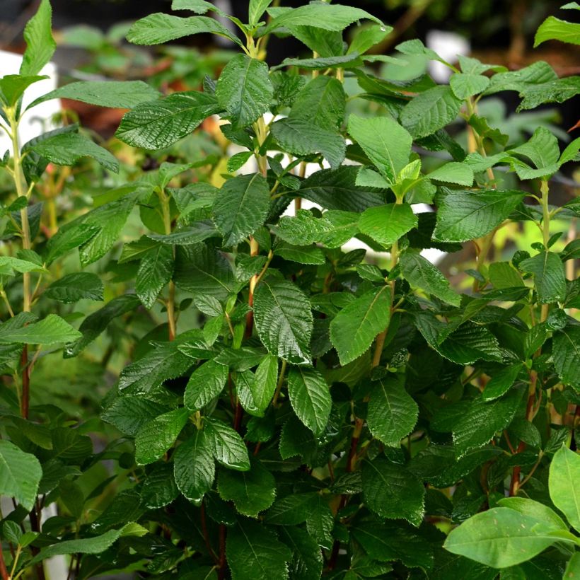 Clethra alnifolia Ruby Spice - Arbusto de la pimienta dulce (Porte)