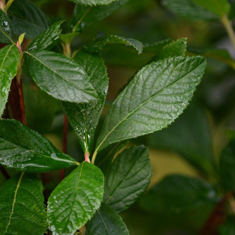 Clethra alnifolia Ruby Spice - Arbusto de la pimienta dulce (Follaje)