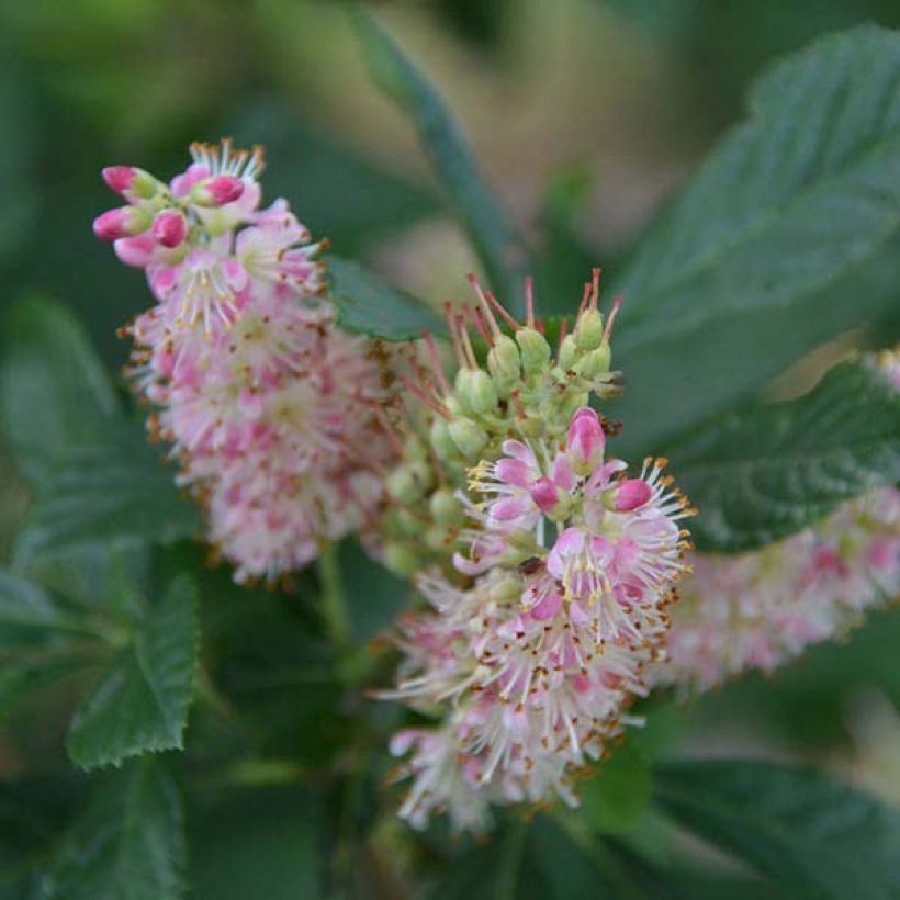 Clethra alnifolia Ruby Spice - Arbusto de la pimienta dulce (Floración)