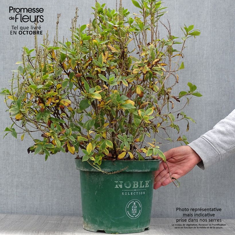 Ejemplar de Clethra alnifolia Sixteen Candles en pot de 7,5l/10l entregado en otoño