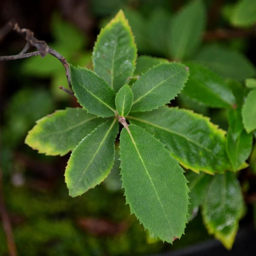 Clethra barbinervis (Follaje)