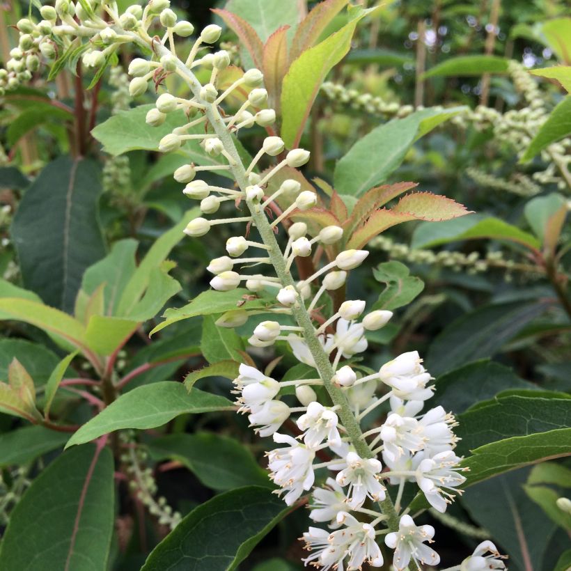 Clethra barbinervis Great Star Minbarb (Floración)