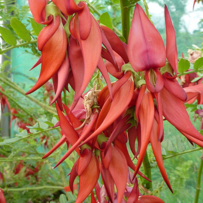 Clianthus puniceus Kaka King - Kakabeak (Floración)