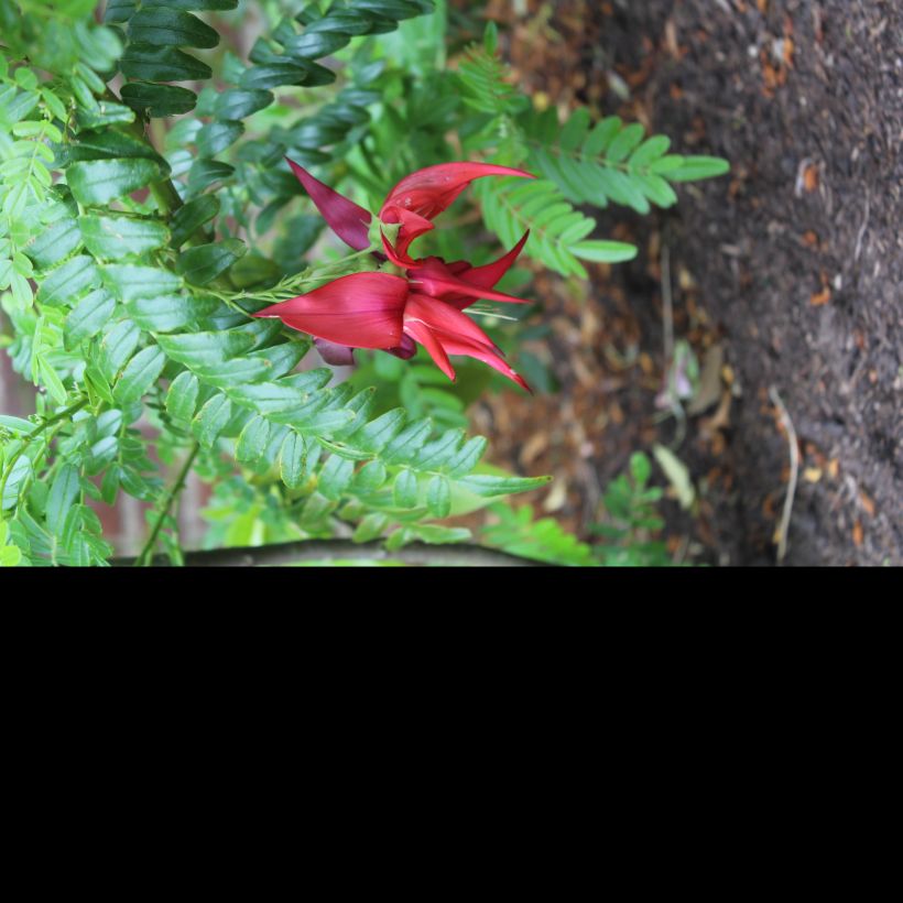 Clianthus puniceus Kaka King - Kakabeak (Floración)