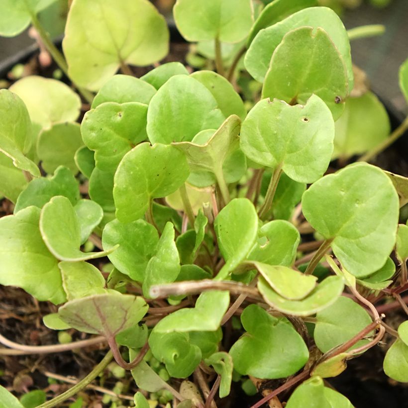 Coclearia - Cochlearia officinalis (Follaje)