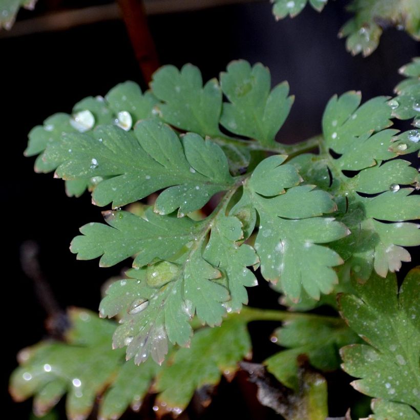 Dicentra formosa Luxuriant (Follaje)