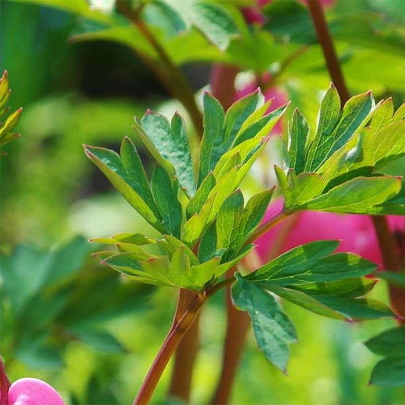 Dicentra spectabilis - Flores en el corazón (Follaje)