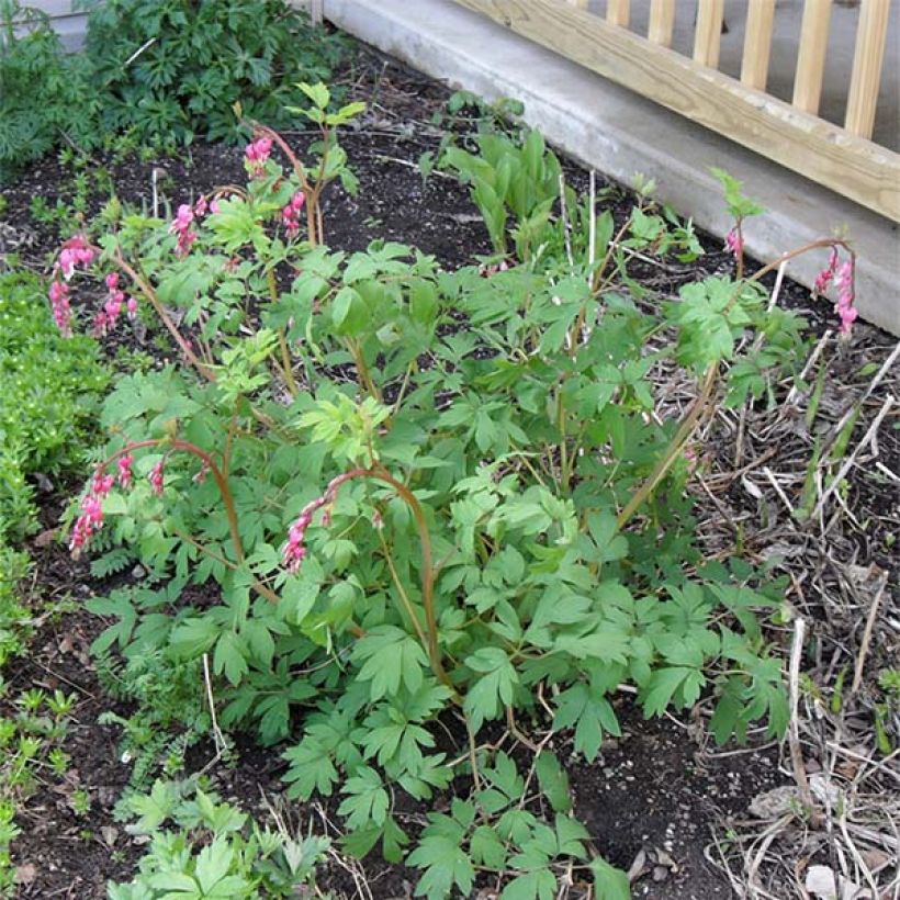 Dicentra spectabilis - Flores en el corazón (Porte)