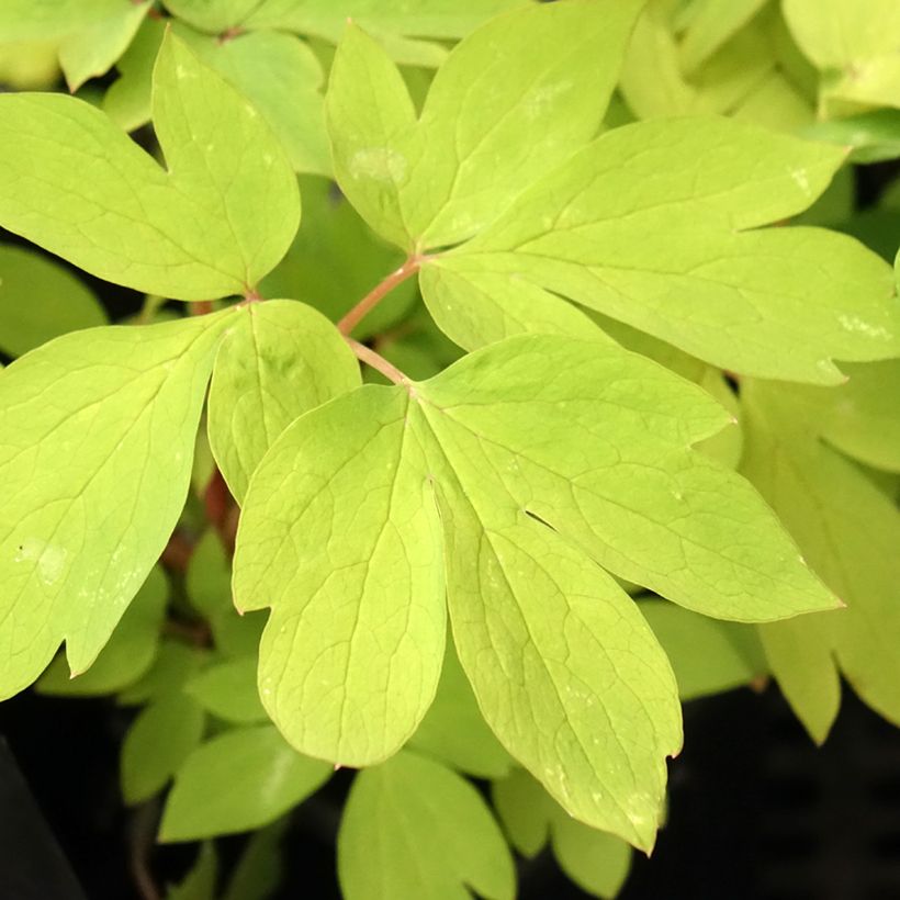 Dicentra spectabilis Ruby Gold (Follaje)