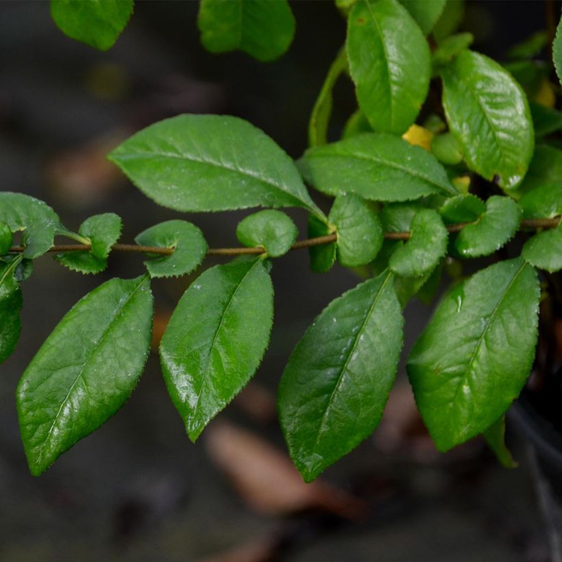 Membrillero del Japón Kinshiden - Chaenomeles speciosa (Follaje)