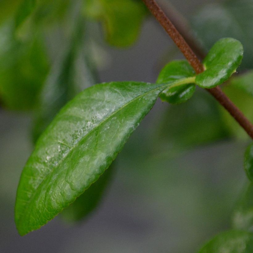 Membrillero del Japón Friesdorfer - Chaenomeles speciosa (Follaje)