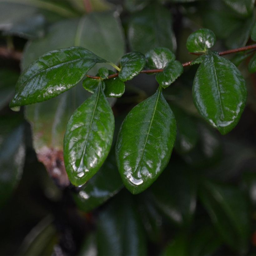 Membrillero del Japón Hot Fire - Chaenomeles speciosa (Follaje)