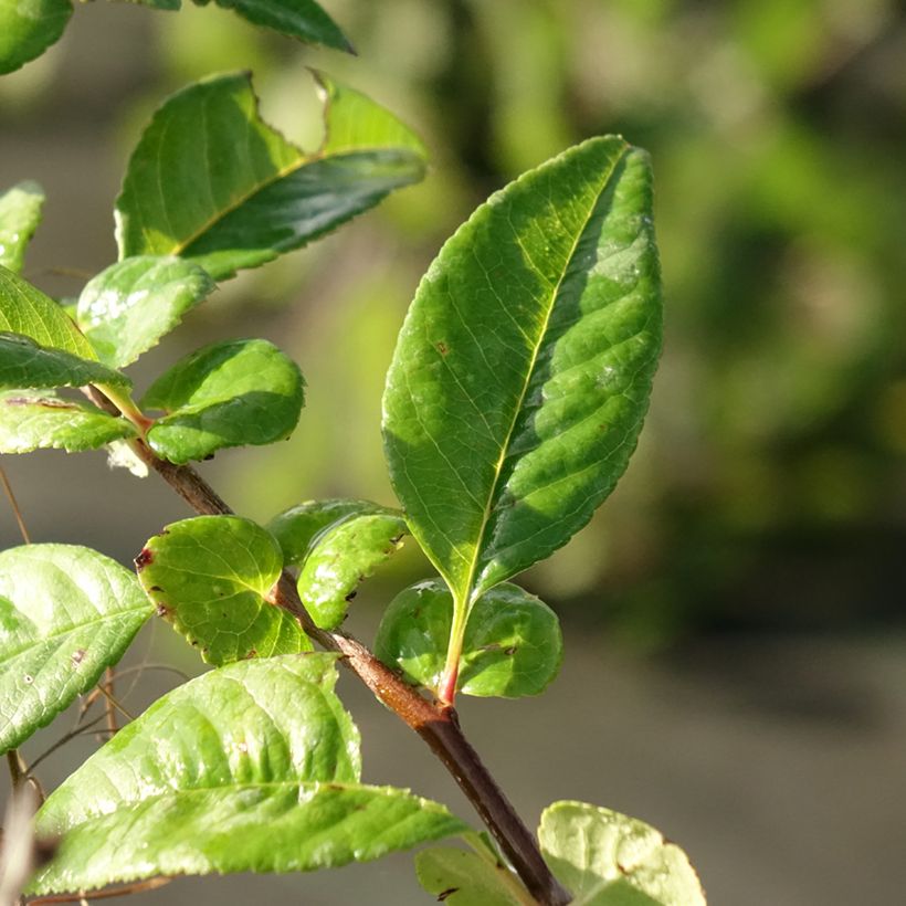 Membrillero del Japón Mango Storm - Chaenomeles speciosa (Follaje)