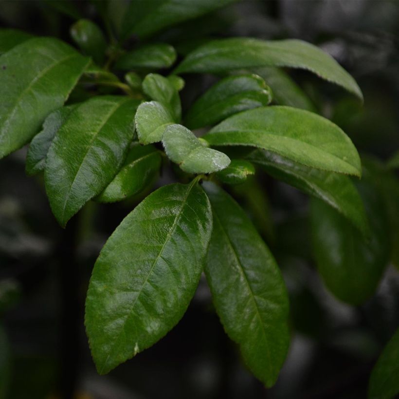 Membrillero del Japón Nivalis - Chaenomeles speciosa (Follaje)