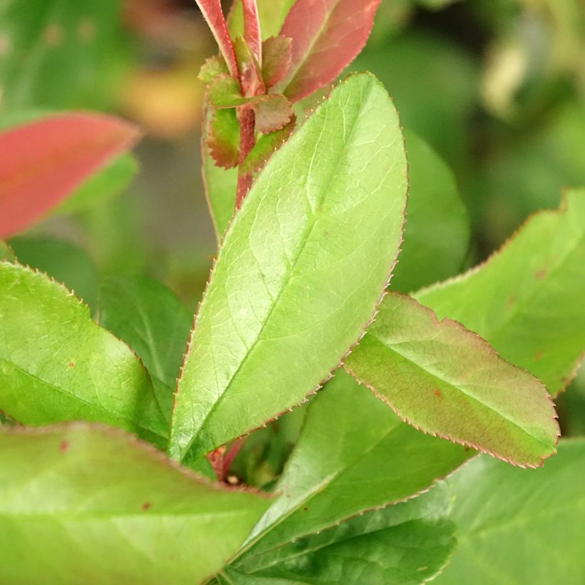 Membrillero del Japón Toyo-Nishiki - Chaenomeles speciosa (Follaje)