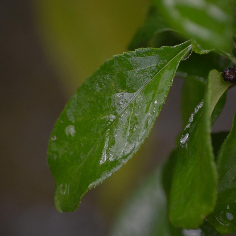 Membrillero del Japón Cameo - Chaenomeles speciosa (Follaje)