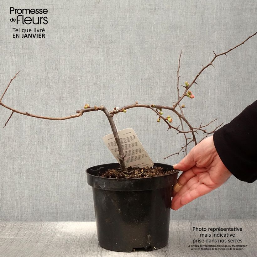 Cognassier du Japon - Chaenomeles x superba Etna Pot de 2L/3L Ejemplar entregado en invierno