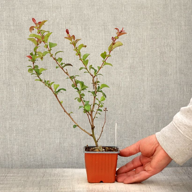 Cognassier du Japon - Chaenomeles x superba Salmon Horizon - Godet de 8/9 cm Ejemplar entregado en la primavera