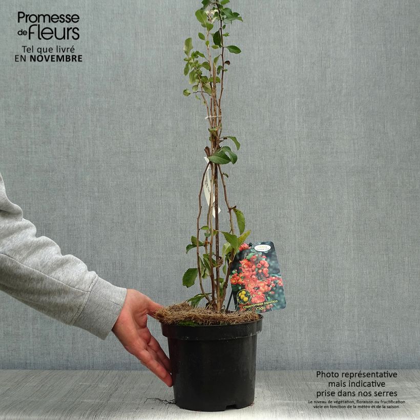 Ejemplar de Cognassier du Japon Cido - Chaenomeles japonica Pot de 2L/3L entregado en otoño