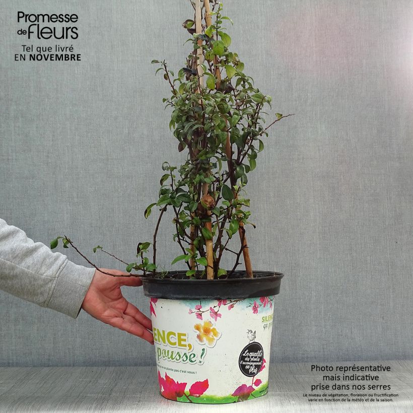 Ejemplar de Cognassier du Japon Friesdorfer - Chaenomeles speciosa en pot de 7,5l/10l entregado en otoño