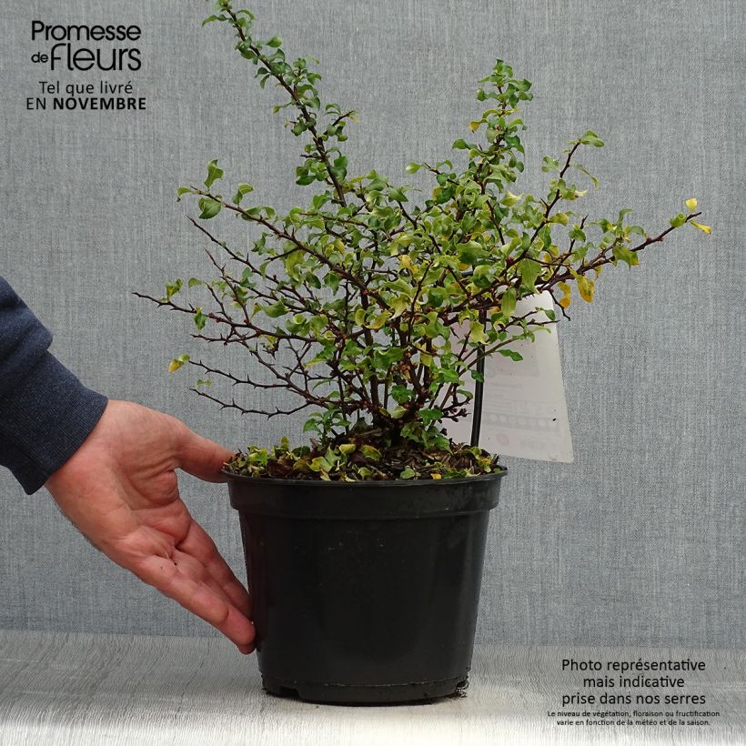 Ejemplar de Cognassier du Japon Red Joy - Chaenomeles superba  Pot de 2L/3L entregado en otoño