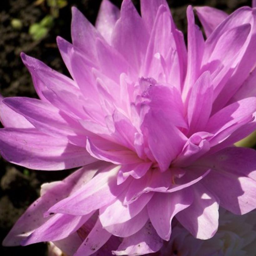 Colchicum Waterlily (Floración)