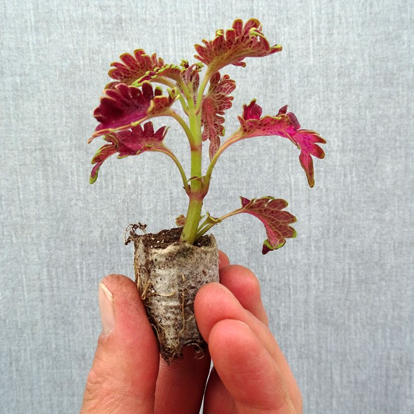 Coleus Vulcan Ejemplar entregado en la primavera