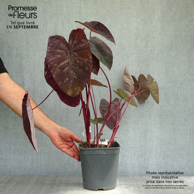 Ejemplar de Colocasia Black magic - Oreille d'Eléphant  Pot de 4L/5L entregado en otoño