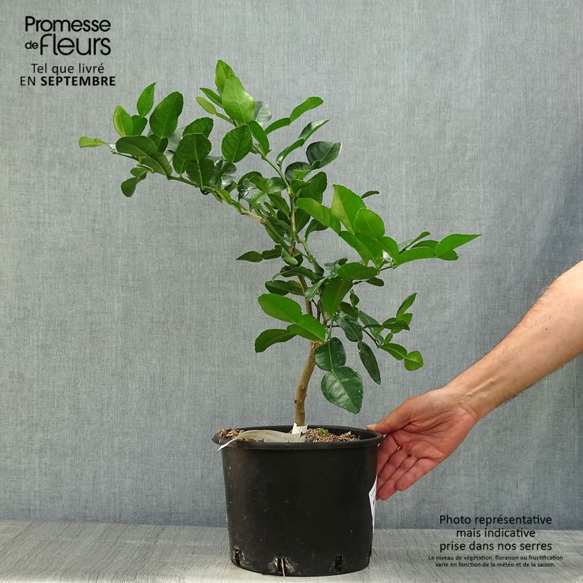 Ejemplar de Combawa - Citrus hystrix en pot de 5 L entregado en otoño