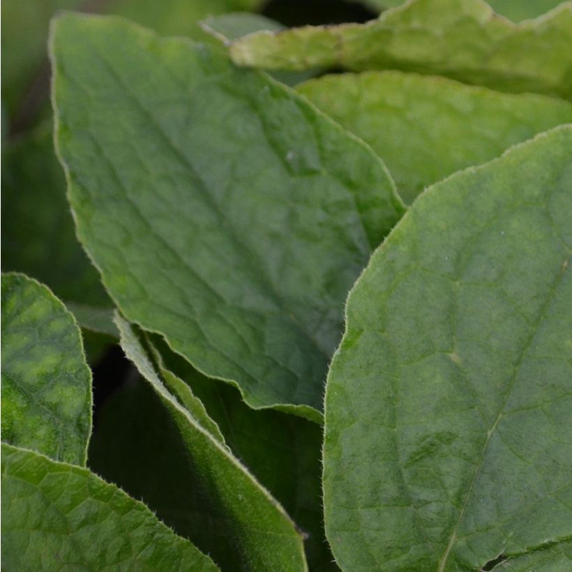 Consuelda - Symphytum grandiflorum (Follaje)