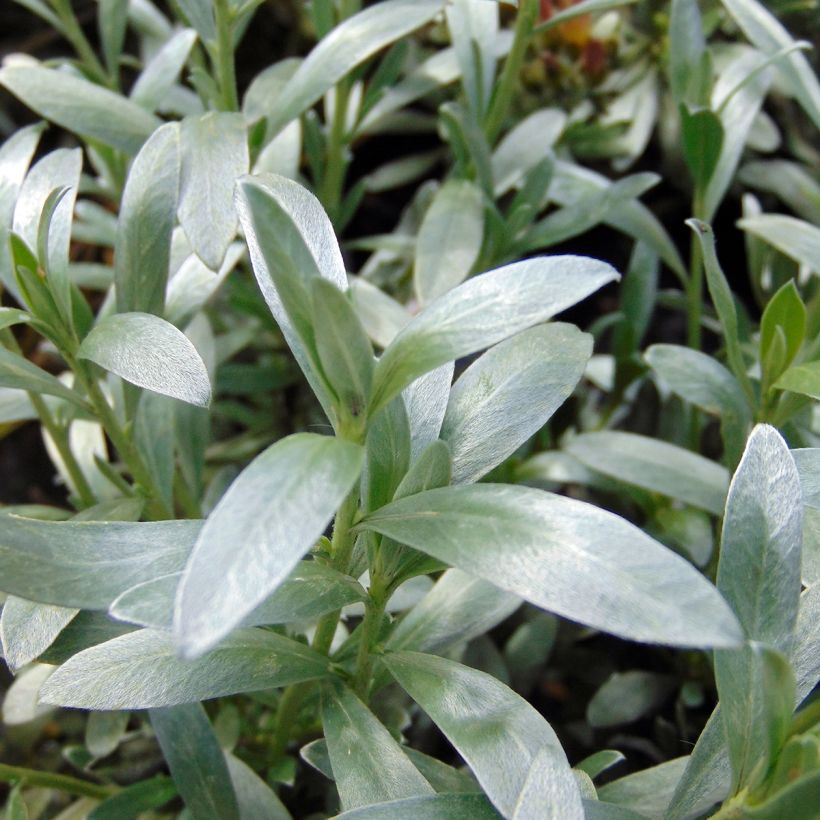 Convolvulus cneorum - Campanilla plateada (Follaje)