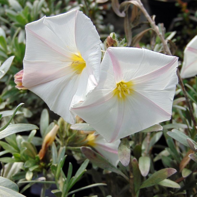 Convolvulus cneorum - Campanilla plateada (Floración)