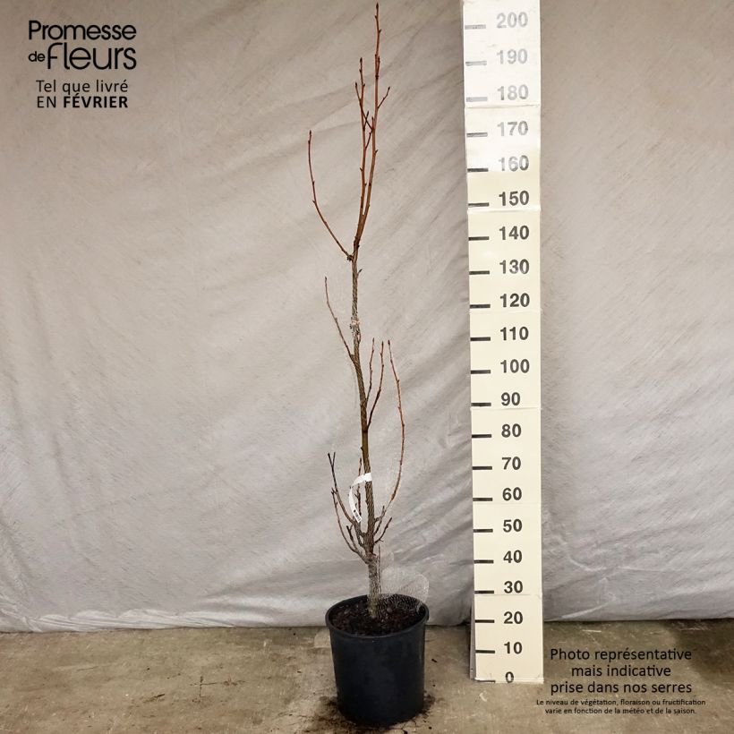 Copalme d'Amérique - Liquidambar styracyflua Stella Pot de 18L/20L Ejemplar entregado en invierno