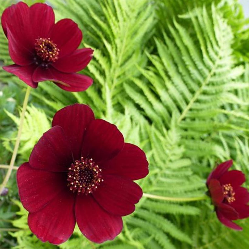 Cosmos atrosanguineus - Flor de chocolate (Floración)