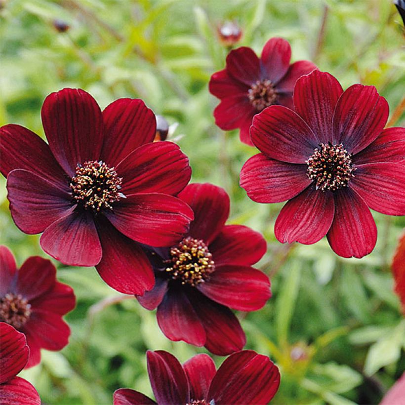 Cosmos atrosanguineus Chocamocha (Floración)