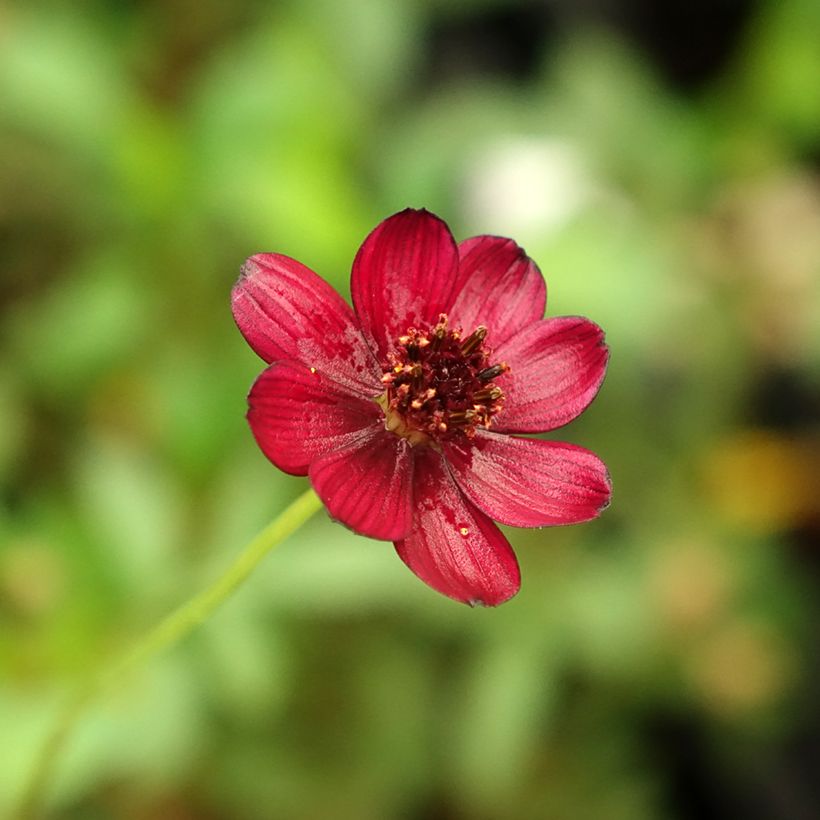 Cosmos atrosanguineus Eclipse (Floración)