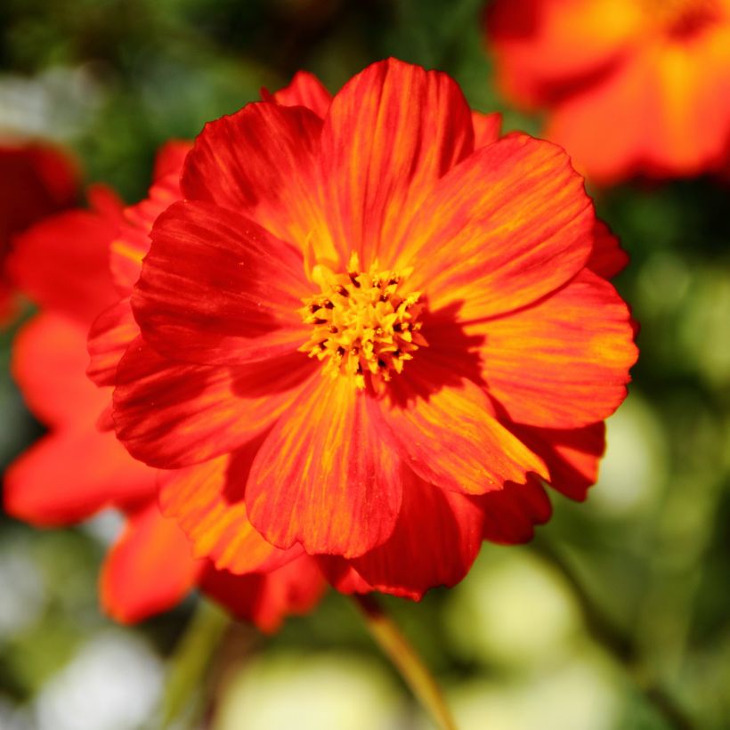 Cosmos sulphureus Brightness Red (Floración)