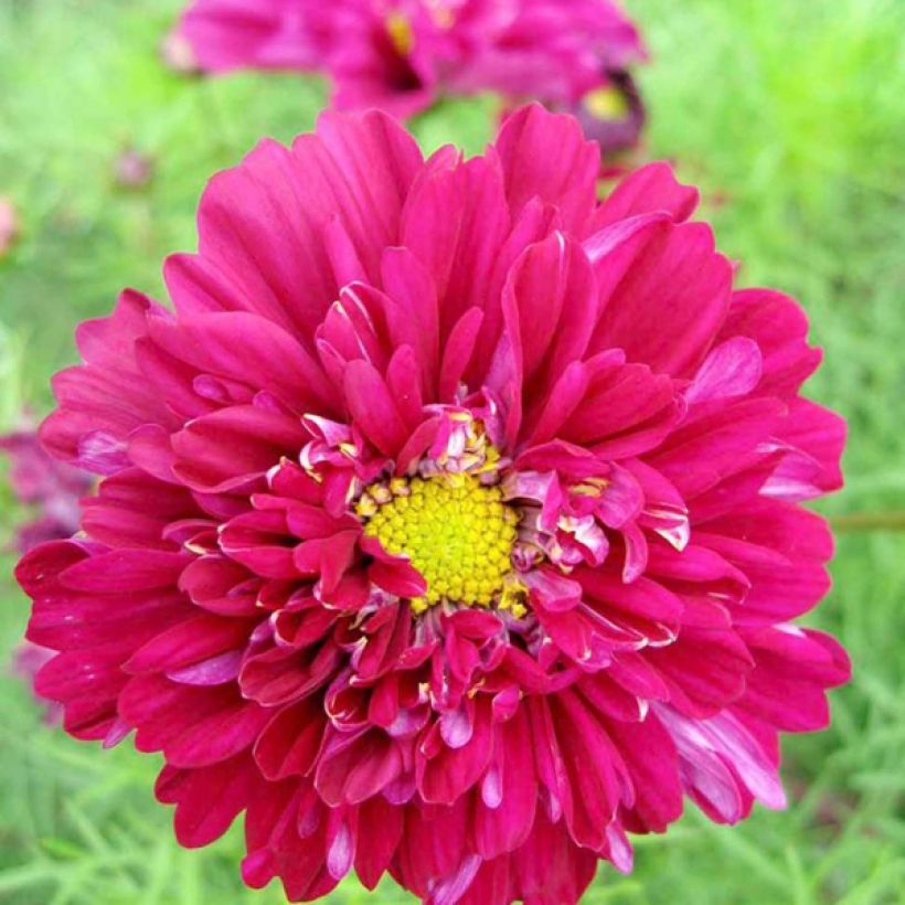 Cosmos bipinnatus Cranberries (Floración)