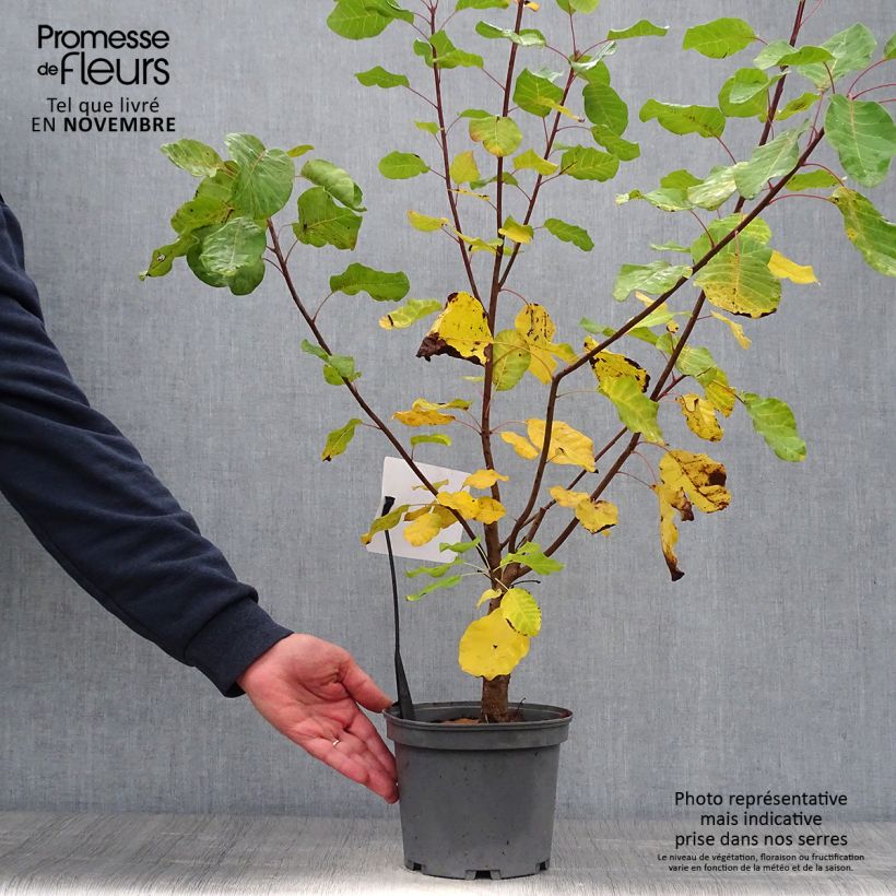 Ejemplar de Cotinus coggygria - Arbre à Perruques Pot de 3L entregado en otoño