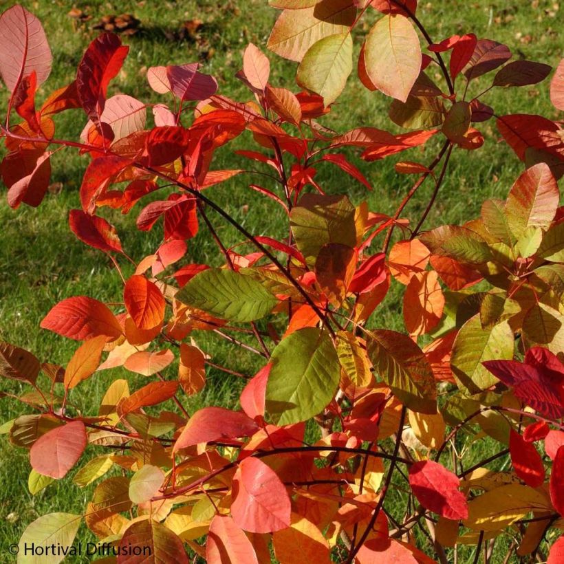 Árbol de las pelucas Flame - Cotinus coggygria (Follaje)