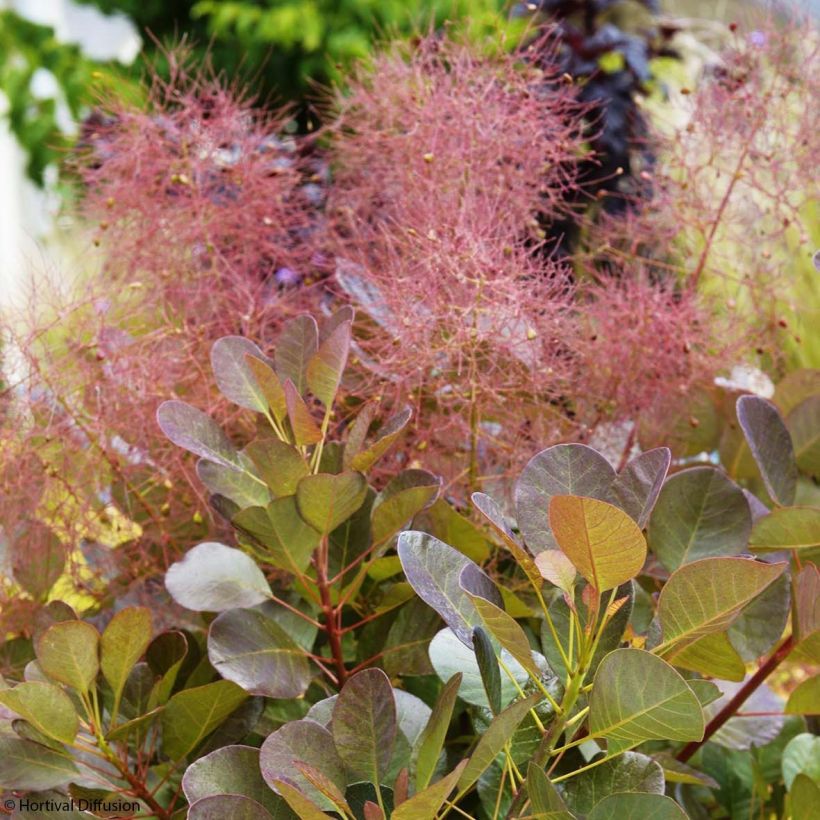 Árbol de las pelucas Flamissimo - Cotinus coggygria (Floración)