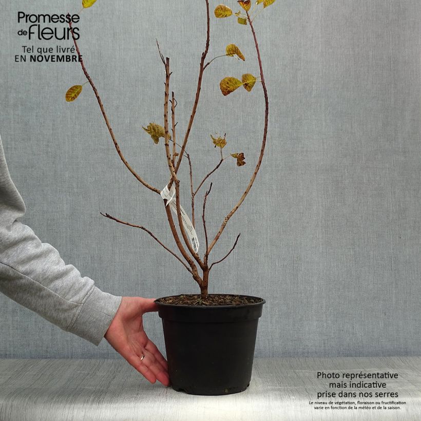 Ejemplar de Cotinus coggygria Golden Lady - Arbre à perruque Pot de 3L/4L entregado en otoño