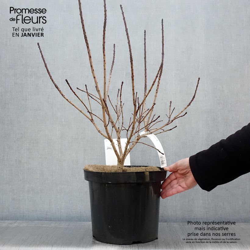 Cotinus coggygria Golden Spirit - Arbre à Perruques Doré en pot de 7,5L/10L Ejemplar entregado en invierno