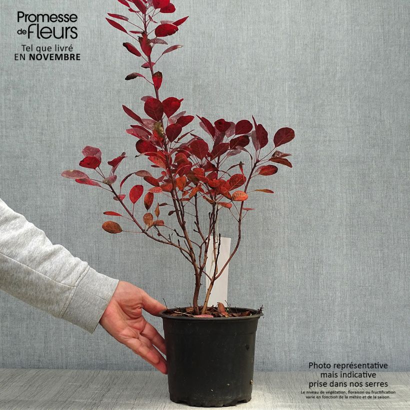 Ejemplar de Cotinus coggygria Lilla - Arbre à perruque nain. Pot de 3L/4L entregado en otoño