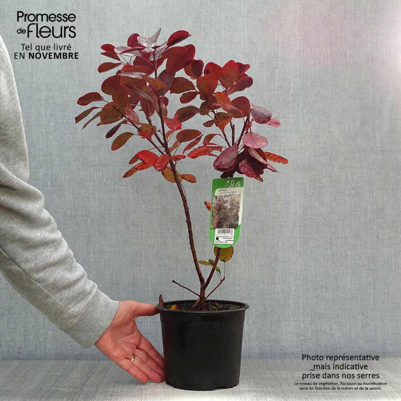 Ejemplar de Cotinus coggygria Royal Purple 30/40cm en pot de 2L/3L - Arbre à perruque entregado en otoño