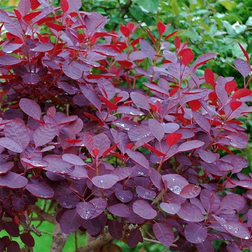 Árbol de las pelucas Royal Purple - Cotinus coggygria (Follaje)