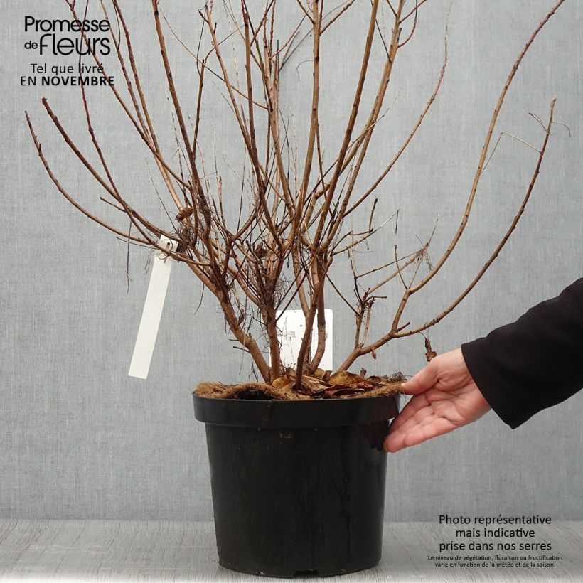 Ejemplar de Cotinus coggygria Young Lady - Arbre à Perruque en pot de 6L/7L  entregado en otoño