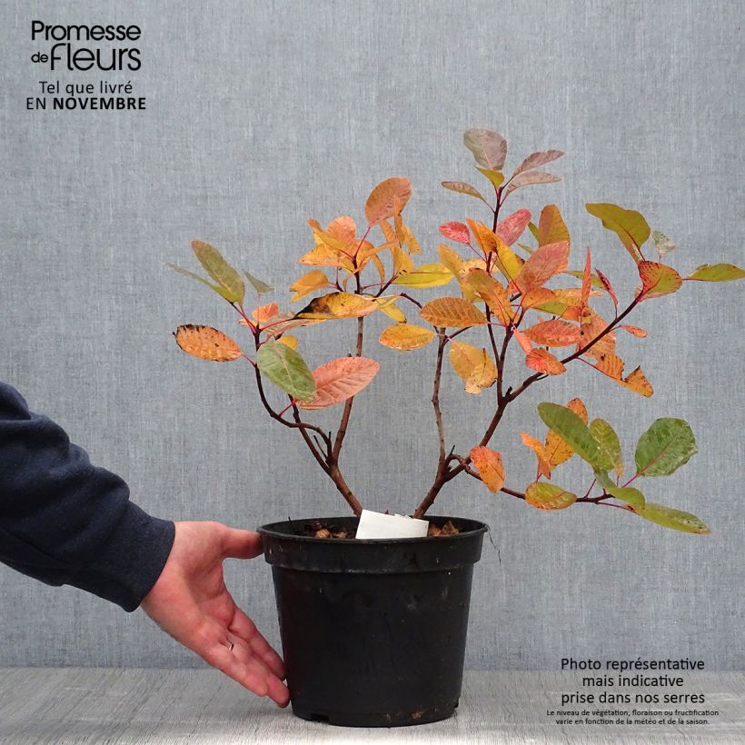 Ejemplar de Cotinus Grace - Arbre à perruque en pot de 10L entregado en otoño